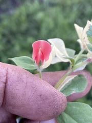 Lotus tetragonolobus