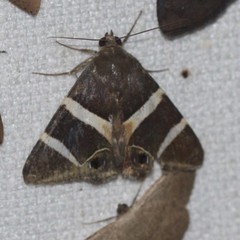 Grammodes oculicola