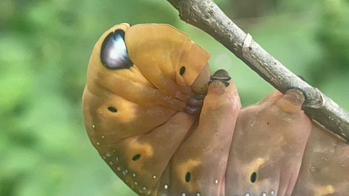 Oleander Hawkmoth