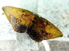 Omiza herois