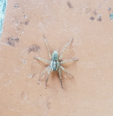 Trochosa niveopilosa