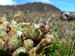 Cerastium imbricatum