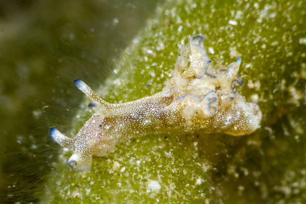 Aplysia hooveri