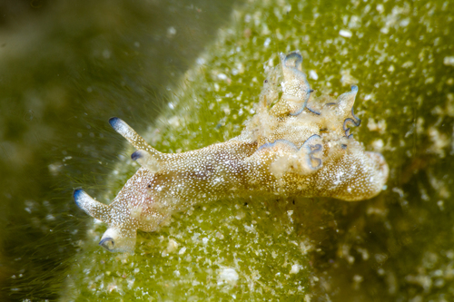 Aplysia hooveri