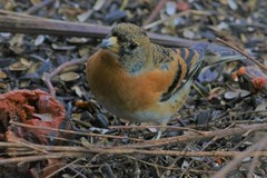 Fringilla montifringilla