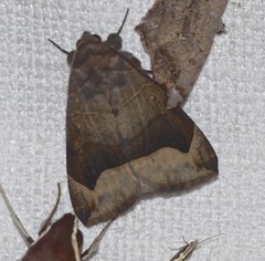 Dysgonia monogona