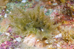 Polybranchia mexicana