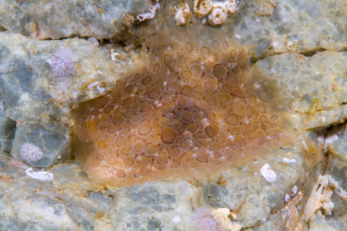 Diguet's Pleurobranchus