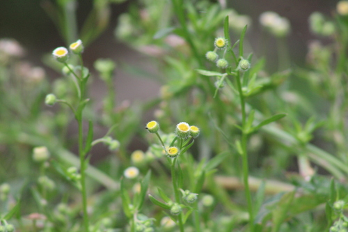 Erigeron laevigatus, 2026-03-30
