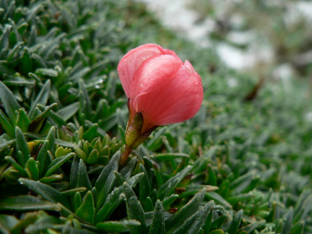 Gentianella rupicola