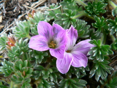 Geranium sericeum