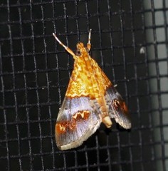 Tetracona amathealis