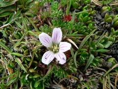 Geranium multipartitum