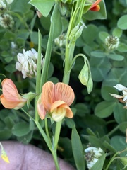 Lathyrus blepharicarpos