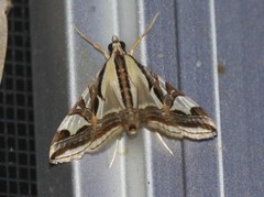 Agrioglypta excelsalis