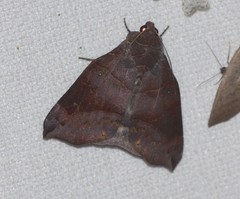 Bastilla hamatilis