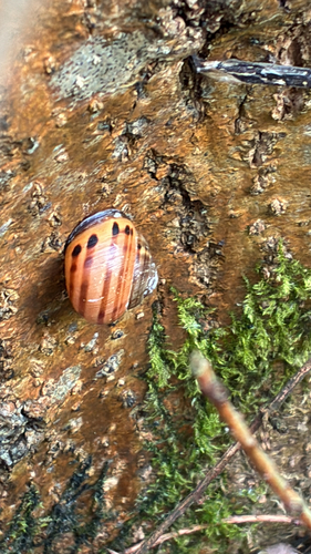 Cepaea nemoralis