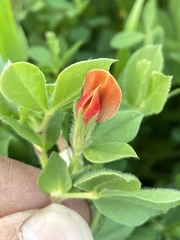 Lotus tetragonolobus