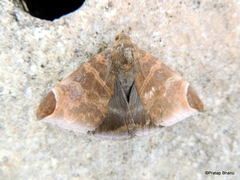 Pindara illibata
