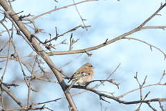 Fringilla coelebs