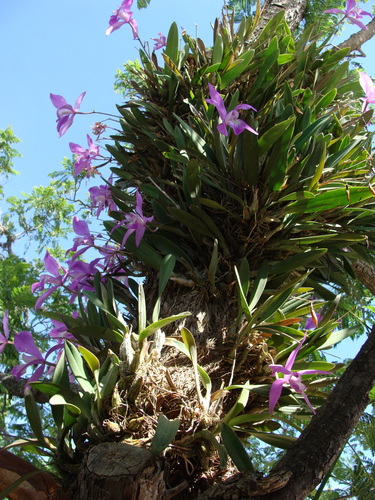 Laelia speciosa, photograph 4