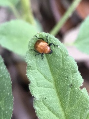 Attelabinae