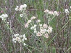 Hymenopappus artemisiifolius