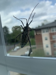 Acanthocephala declivis