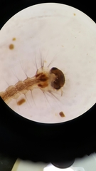 Aedes canadensis