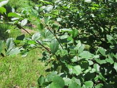 Betula medwediewii