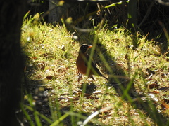 Turdus migratorius
