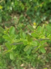 Buxus sempervirens