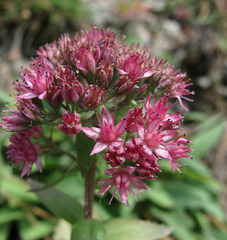 Hylotelephium telephium fabaria