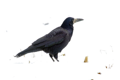 Corvus frugilegus