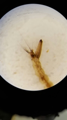 Aedes canadensis