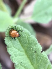 Attelabinae