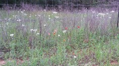 Hymenopappus artemisiifolius