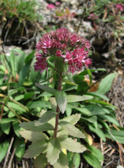 Hylotelephium telephium fabaria