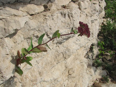 Hylotelephium telephium fabaria