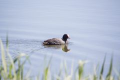 Fulica atra