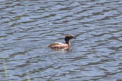 Podiceps auritus
