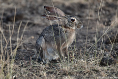 Lepus habessinicus