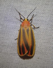 Hypoprepia fucosa