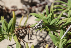 Heliastus sumichrasti