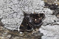 Heliothela wulfeniana
