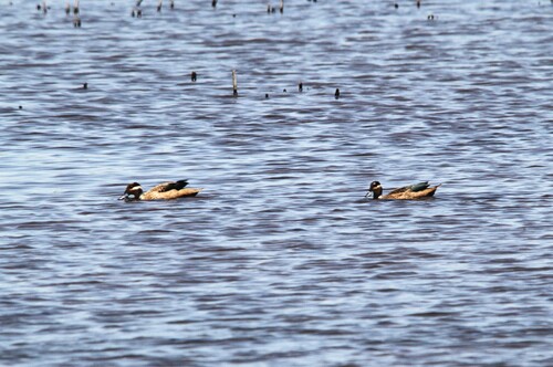 iNaturalist: (c) jandutoit, some rights reserved (CC BY-NC) iNaturalist image