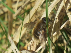Tachina ursina