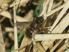 Tachina ursina
