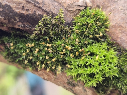 Glyphomitrium humillimum observed 2026-04-24