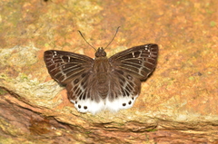 Darpa striata